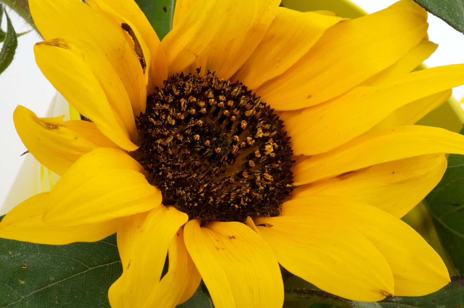 3135481_sunflower